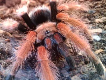23883 mexican fireleg tarantula size