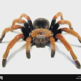 /img/23883-mexican-fireleg-tarantula-substrate.webp