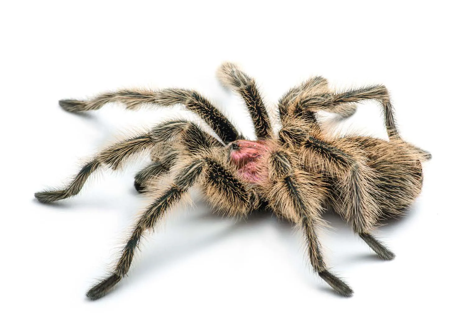 23884 rose hair tarantula web