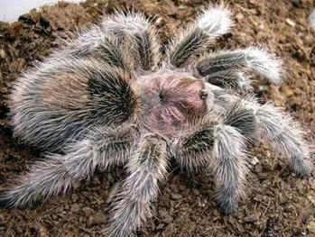 23884 tarantula enclosure