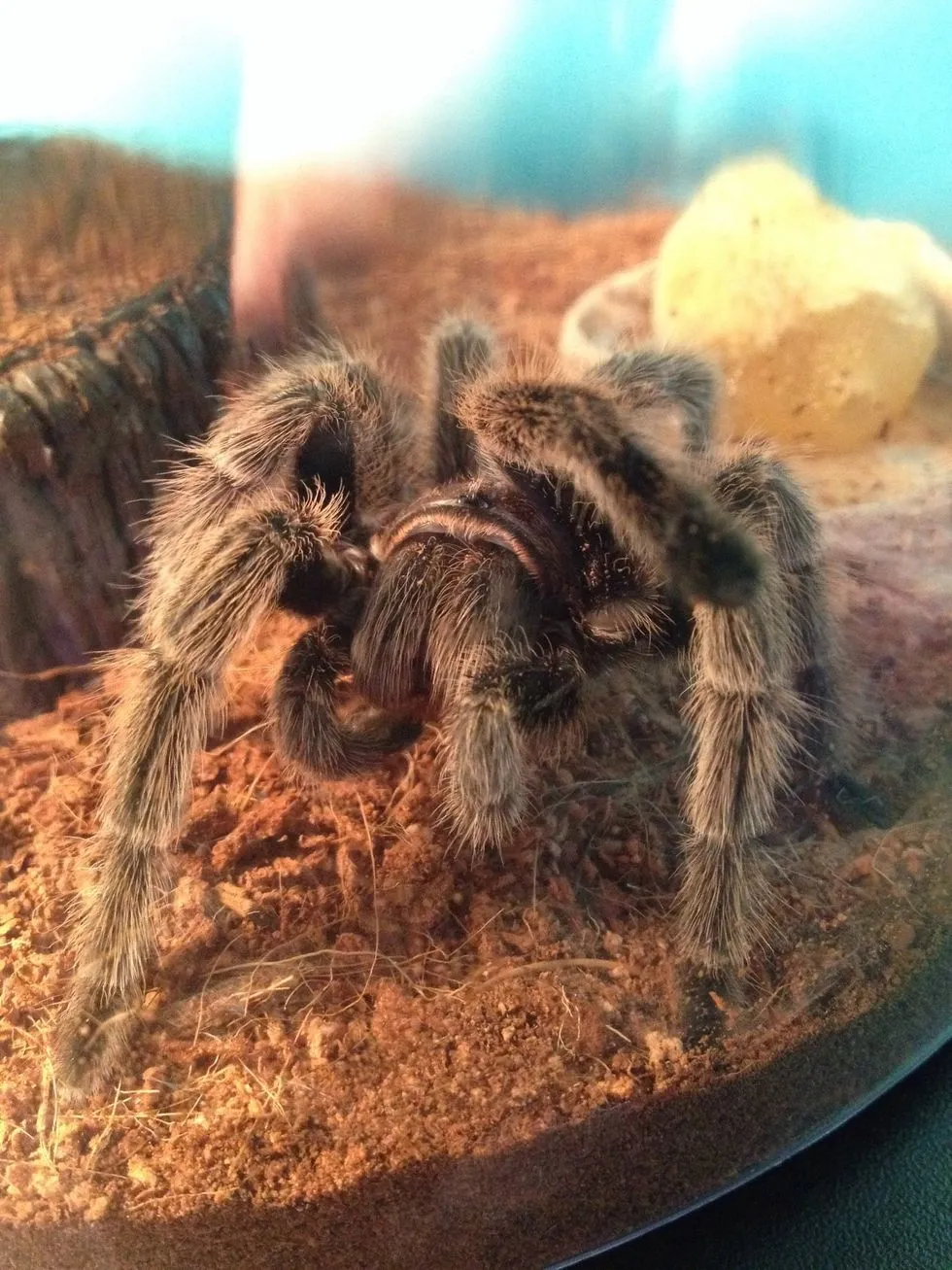 23884 tarantula feeding