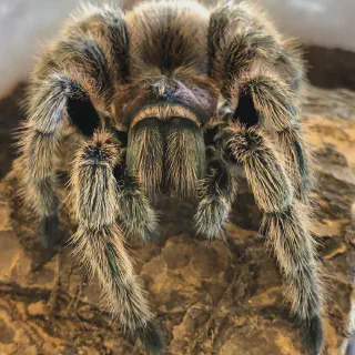 /img/23884-tarantula-handling.webp