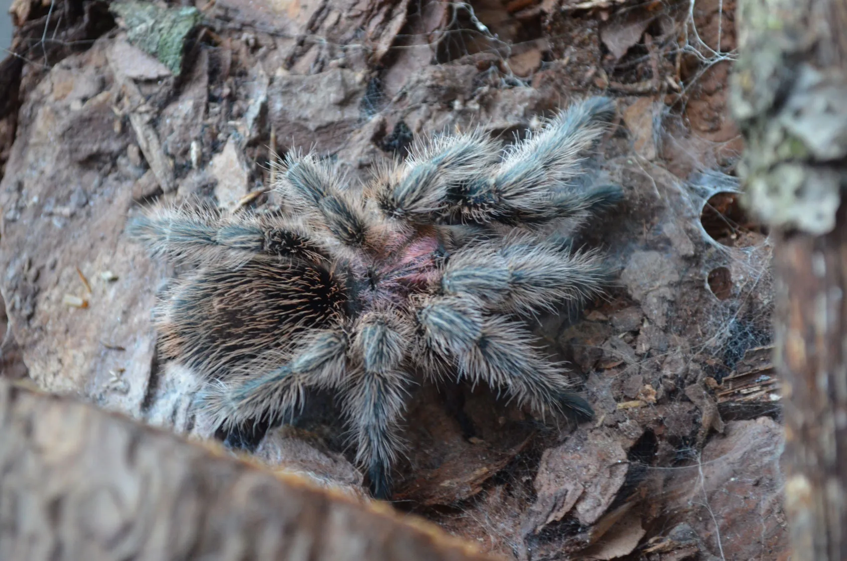 23884 tarantula substrate