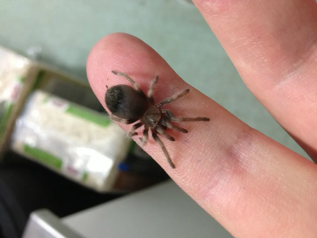 23888 feeding mexican red knee