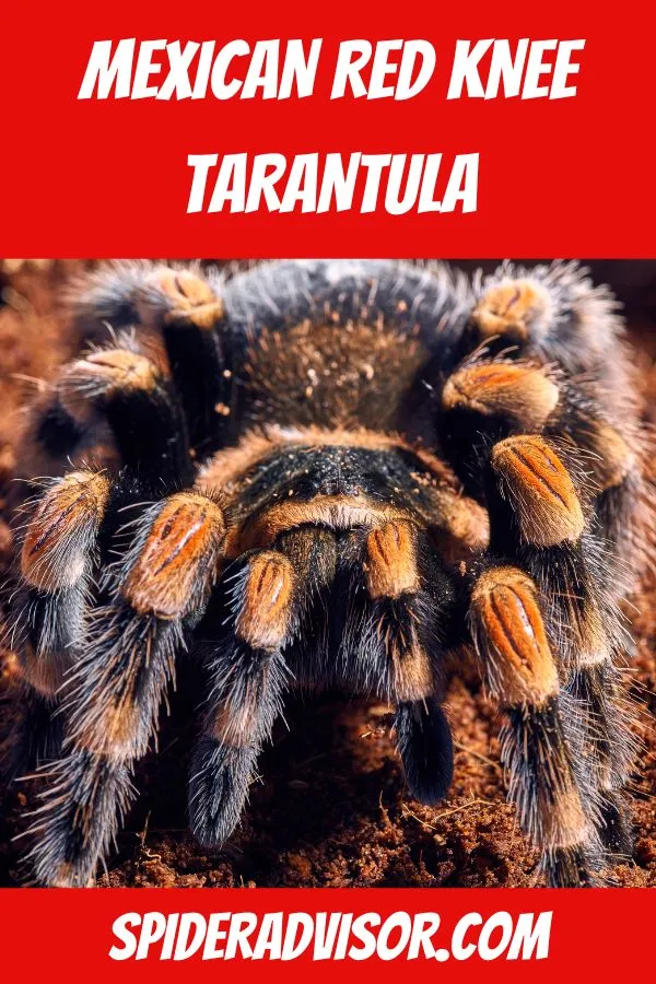23888 juvenile tarantula