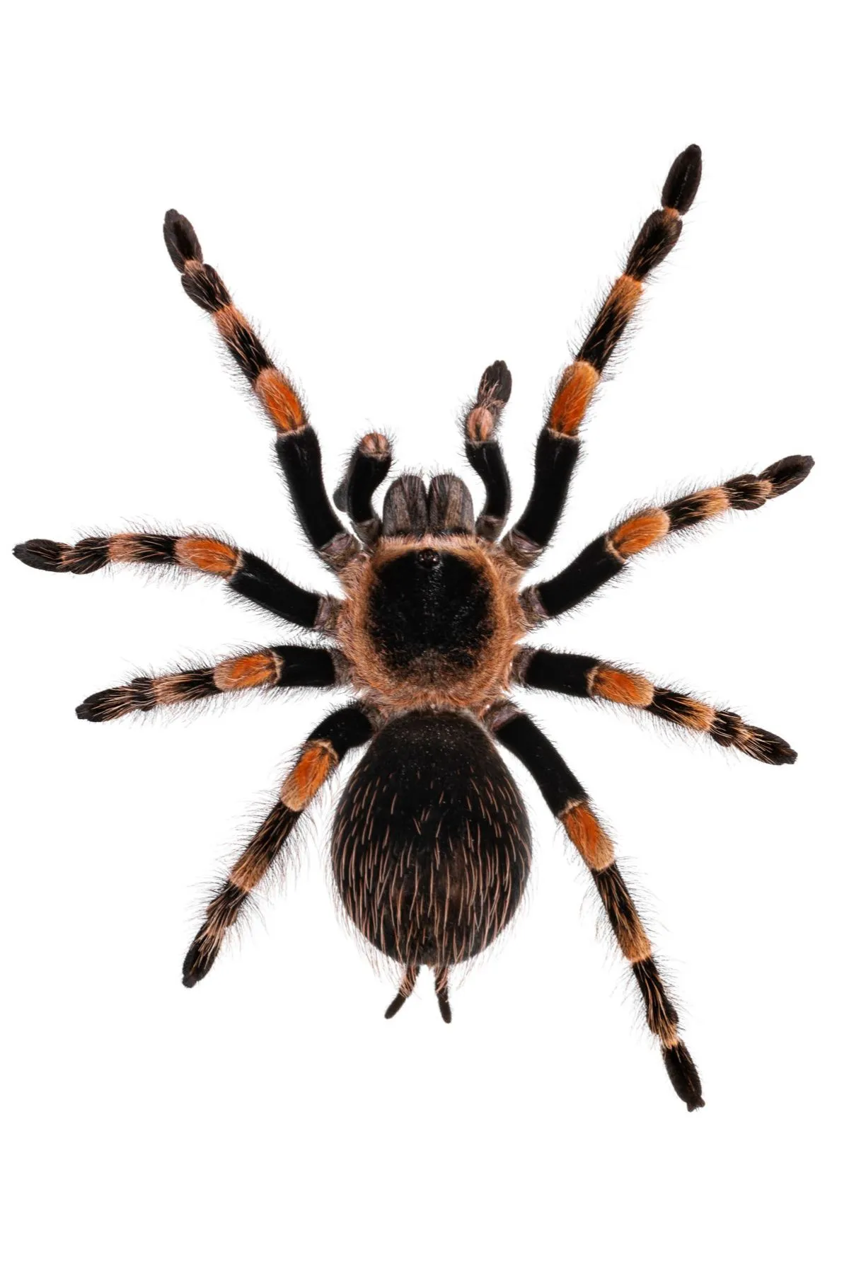 23888 mexican red knee tarantula