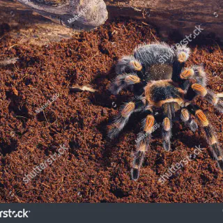 /img/23888-tarantula-measuring.webp