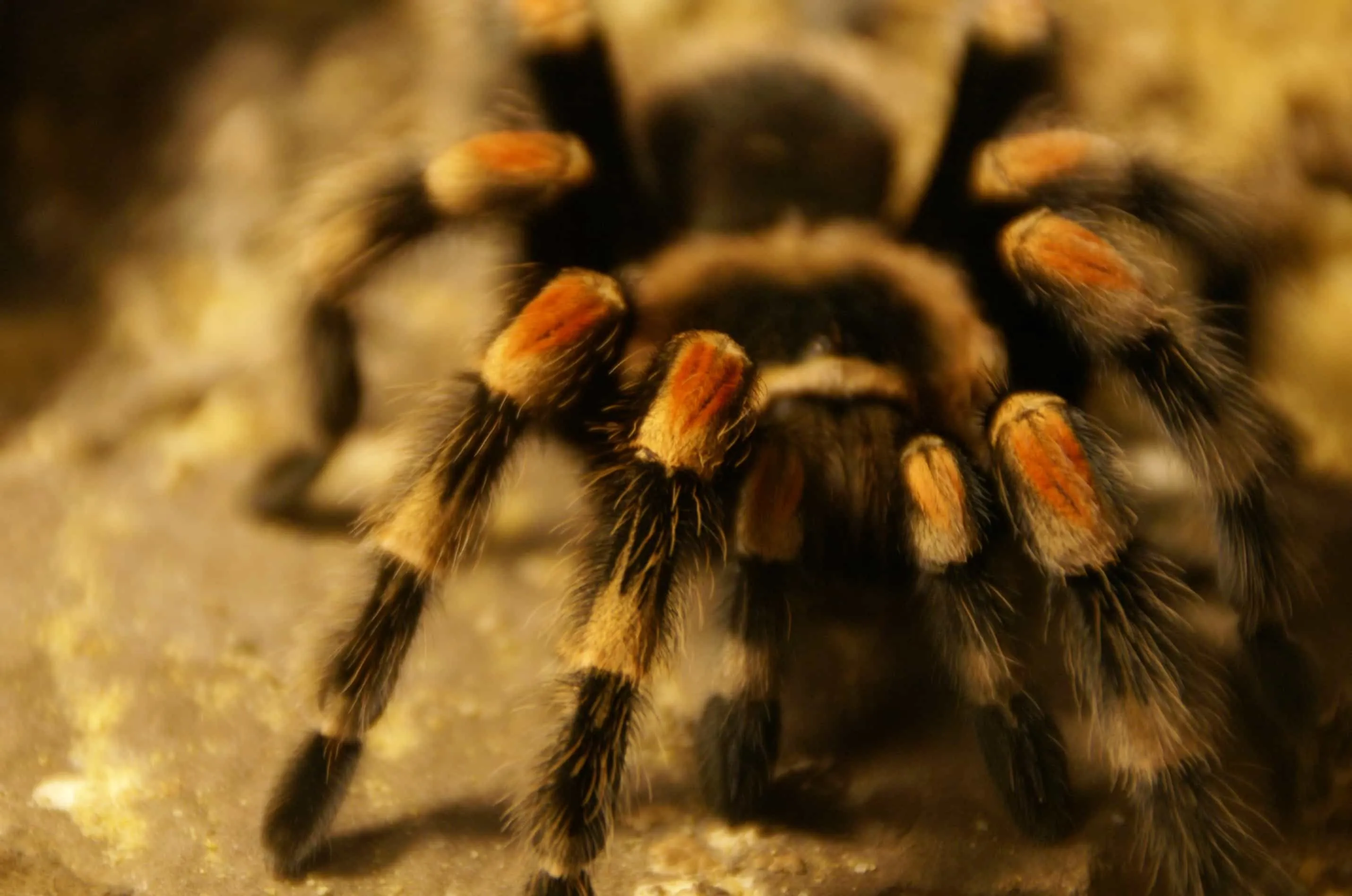 23888 tarantula molting