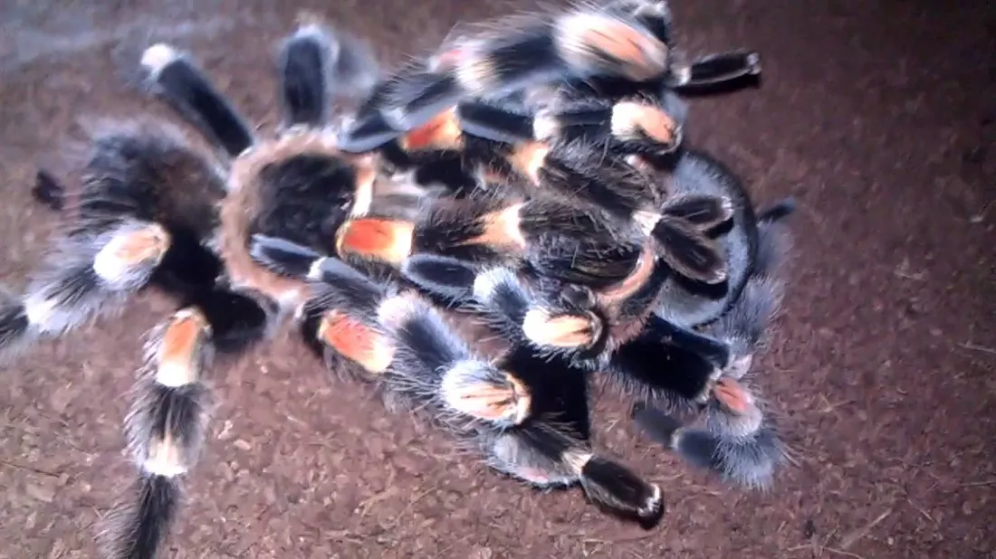 23888 tarantula temperature
