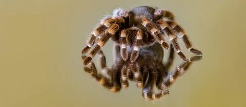 23890 glass tarantula enclosure