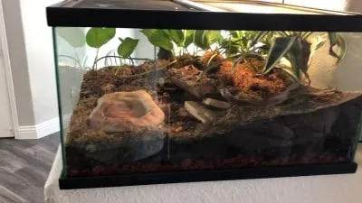 23890 plastic tarantula enclosure