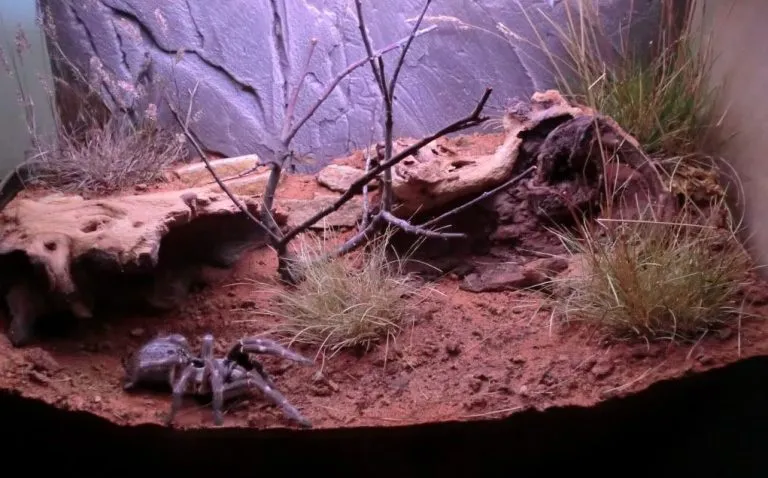 23890 tarantula enclosure overview