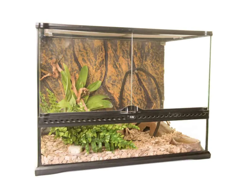 /img/23890-tarantula-enclosure-setup.webp