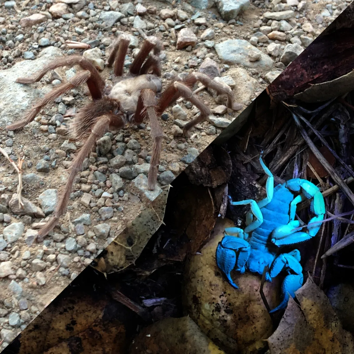 /img/23892-tarantula-feeding.webp