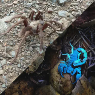 /img/23892-tarantula-feeding.webp