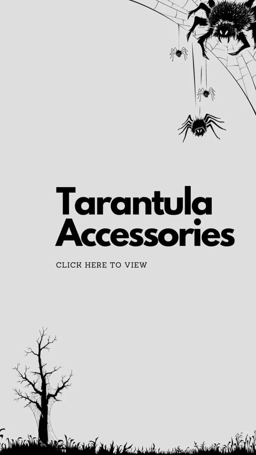 23894 tarantula feeding guide
