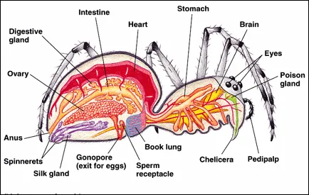 23899 red knee tarantula anatomy overview