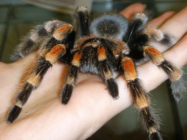 23899 red knee tarantula chelicerae pedipalps