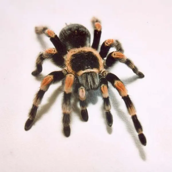 /img/23899-red-knee-tarantula-reproductive-system.webp