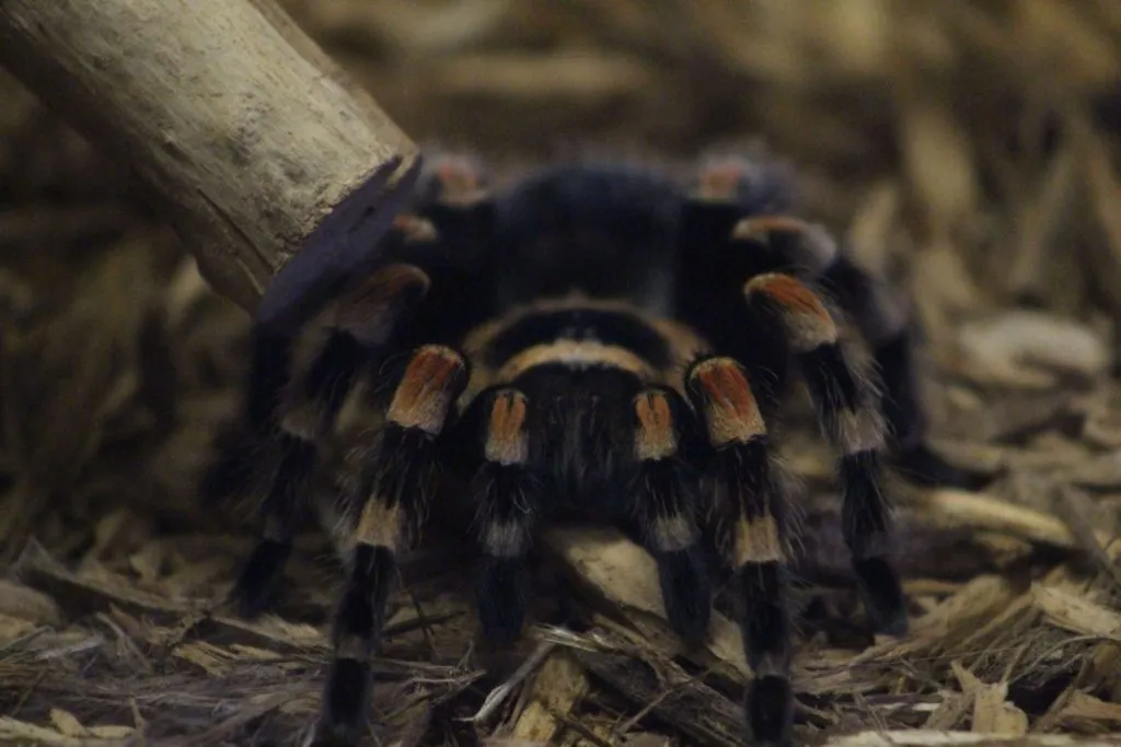 23899 red knee tarantula sensory organs