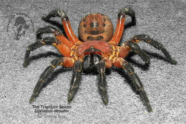 23900 rattling tarantula habitat