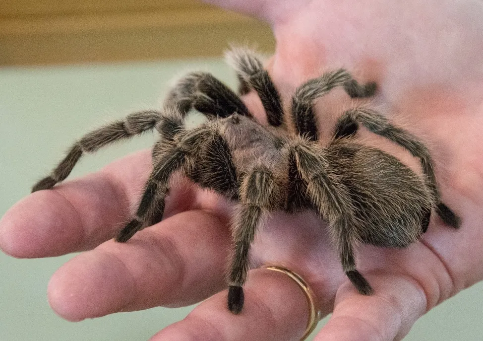 23900 rattling tarantula lifecycle