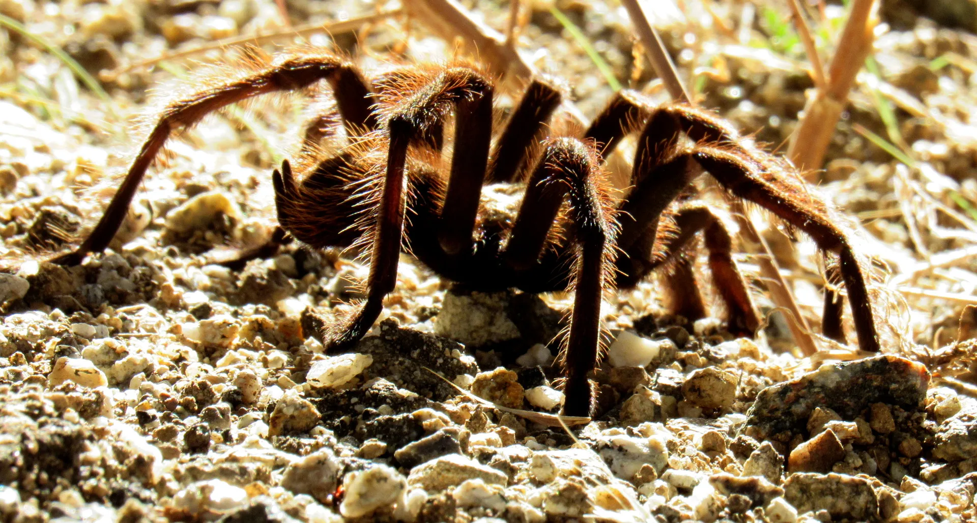 23900 rattling tarantula physical