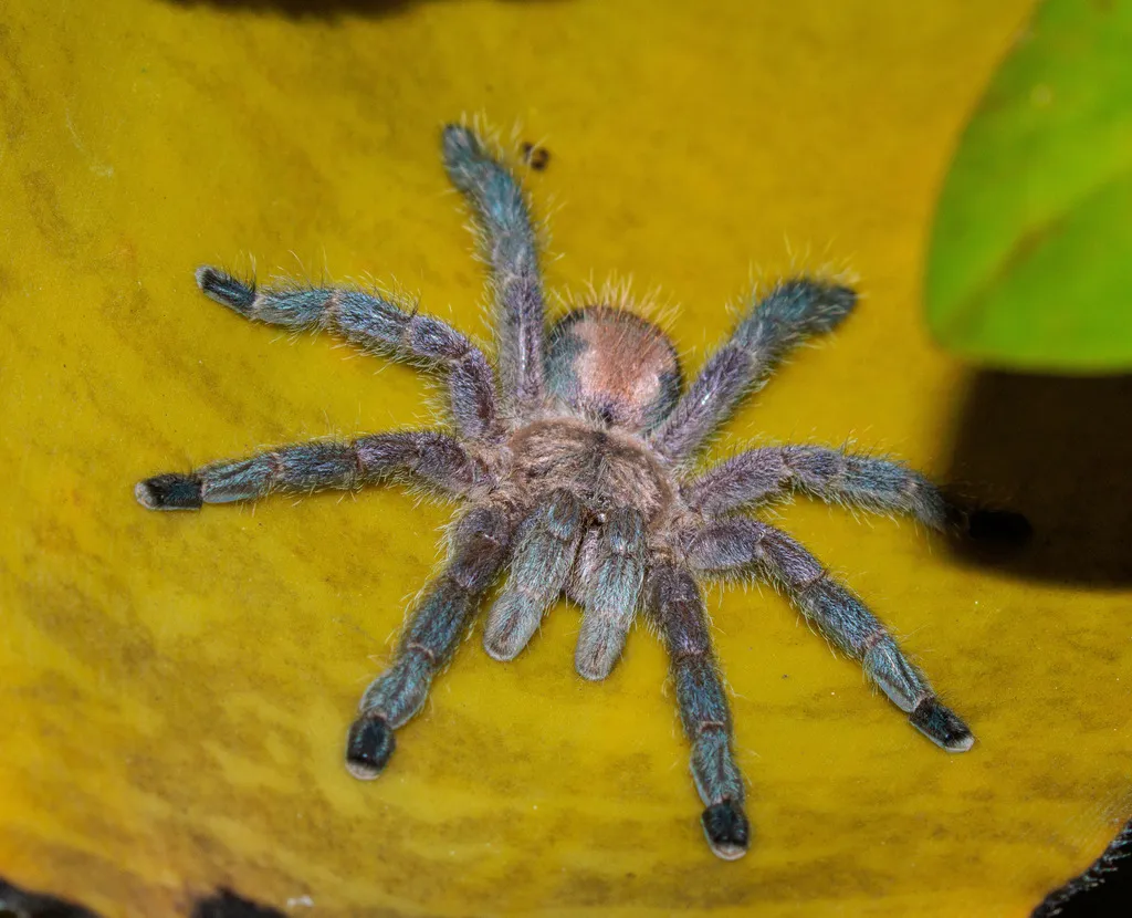 23905 kandang tarantula