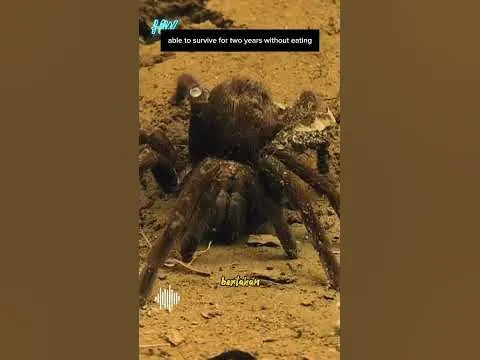 23905 tarantula makan