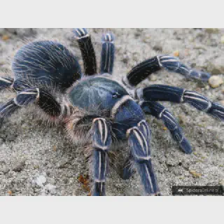 /img/23905-tarantula-penanganan.webp