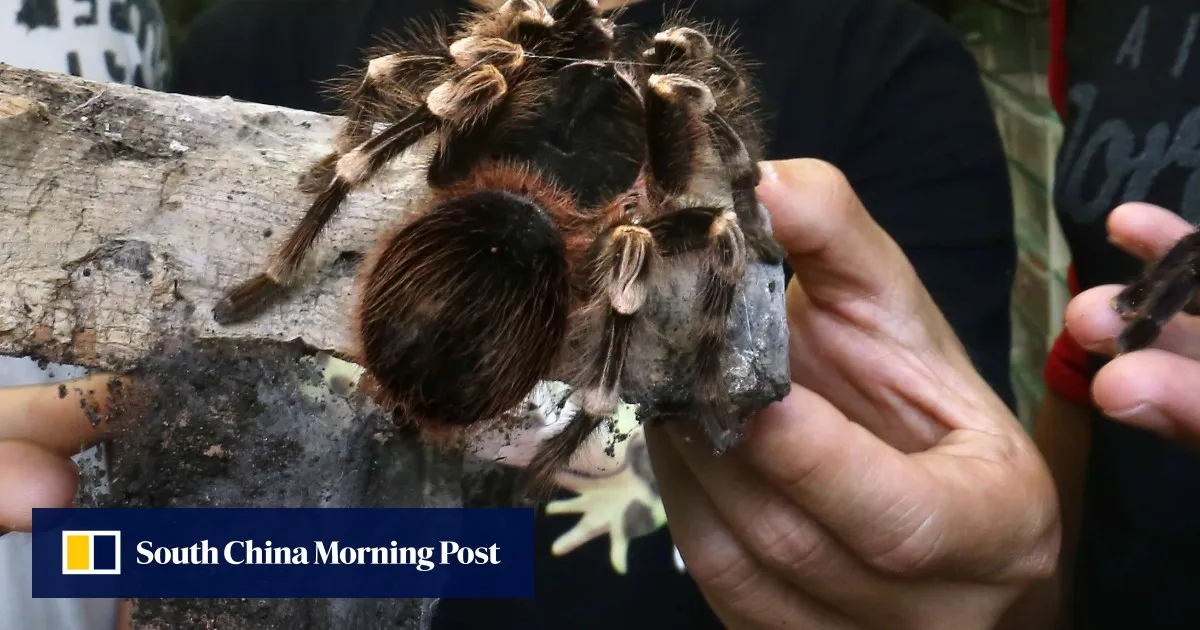 23907 hong kong tarantula in enclosure