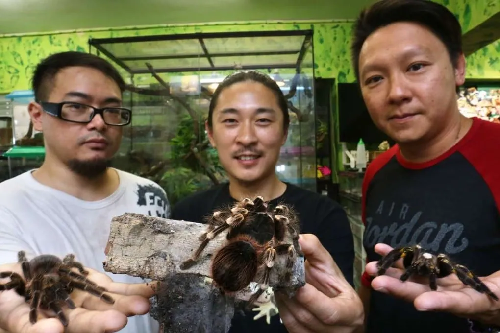 23907 hong kong tarantula molting