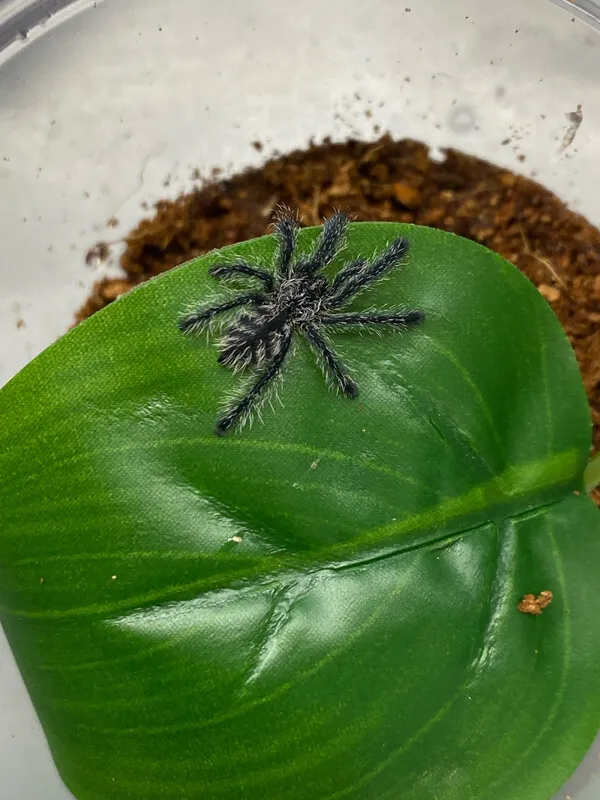 23908 purple pink toe tarantula enclosure
