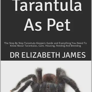 /img/23908-purple-pink-toe-tarantula-enrichment.webp