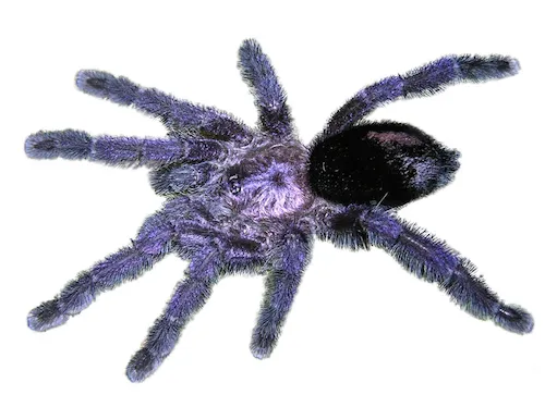 23908 purple pink toe tarantula habitat