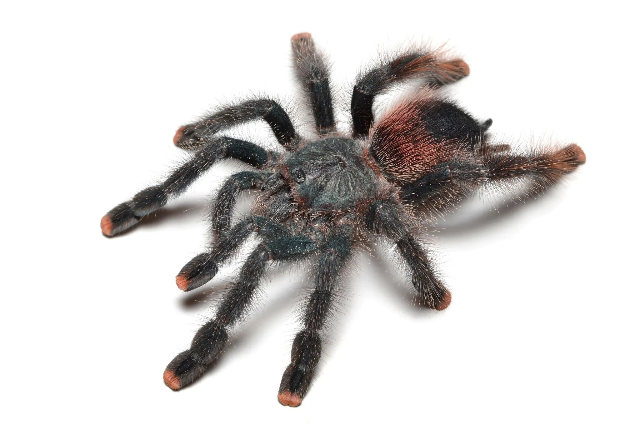 23908 purple pink toe tarantula handling