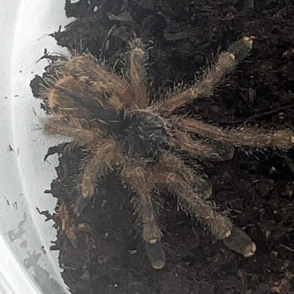 23908 purple pink toe tarantula water