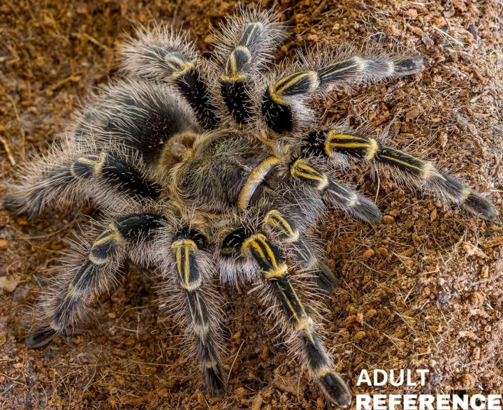 23909 tarantula closeup