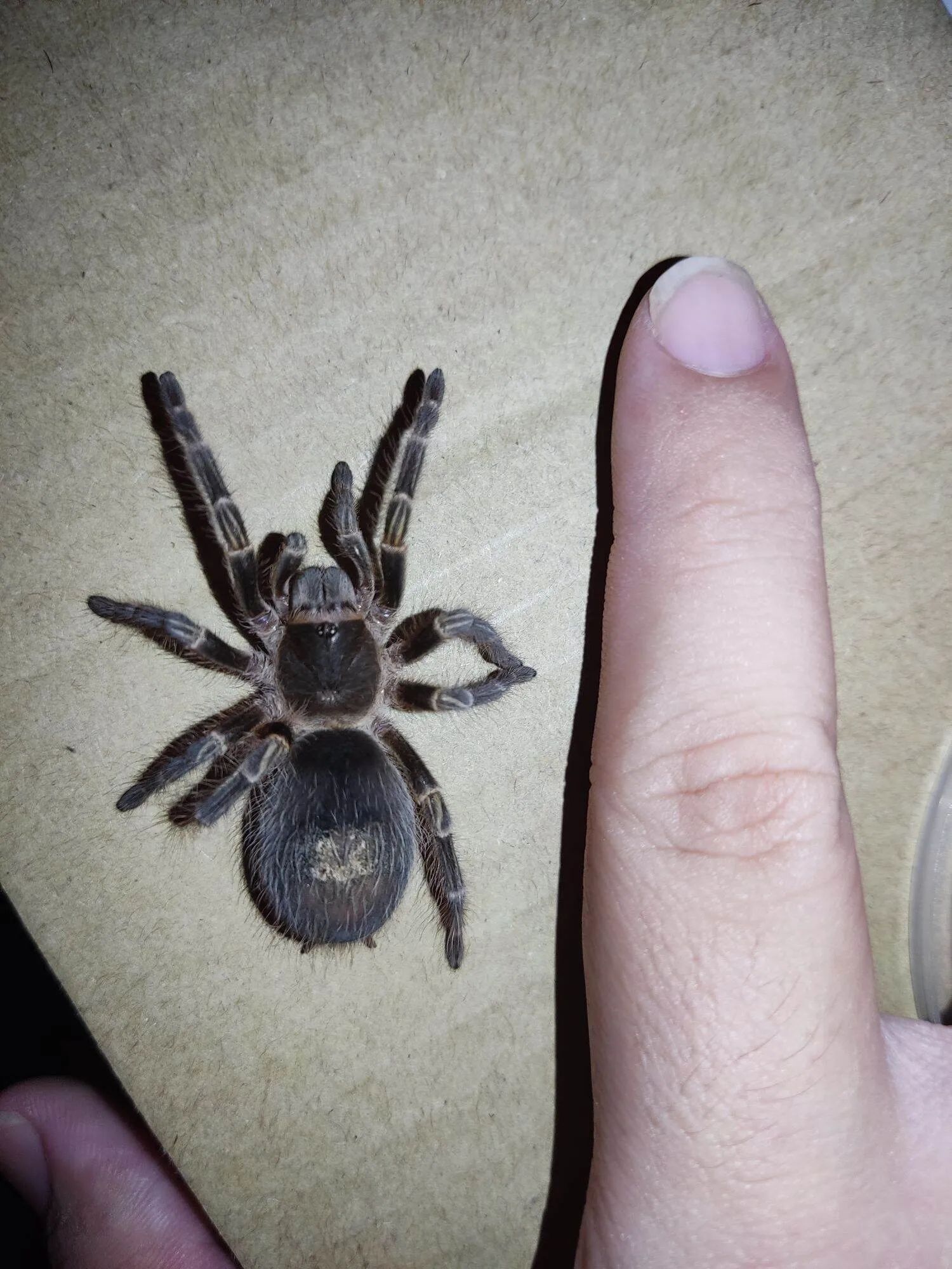 23909 tarantula habitat