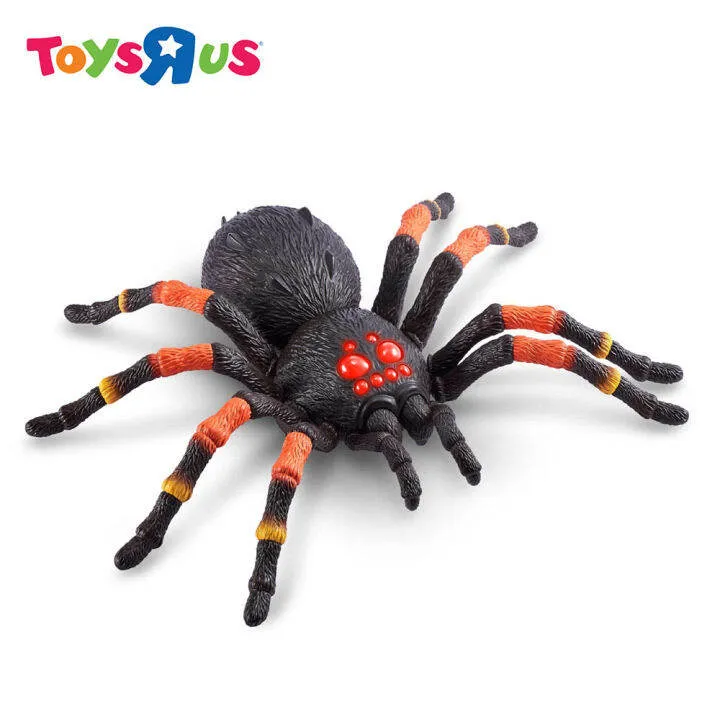 23909 tarantula species