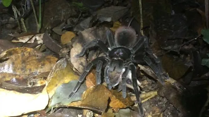 /img/23910-healthy-tarantula.webp