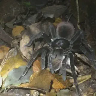 /img/23910-healthy-tarantula.webp
