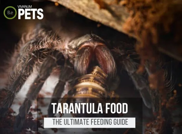 23910 tarantula vitamins