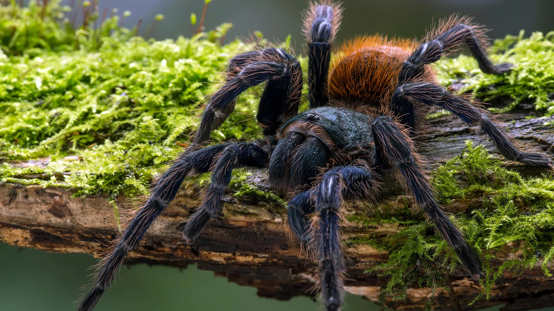 /img/23911-tarantula-breeding.webp