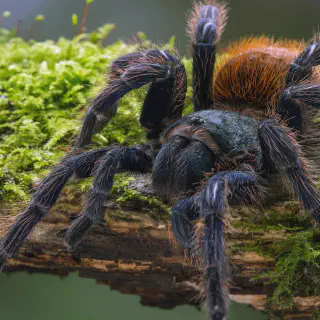 /img/23911-tarantula-breeding.webp