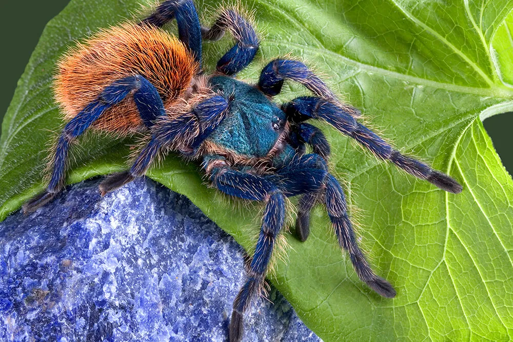 23911 tarantula handling