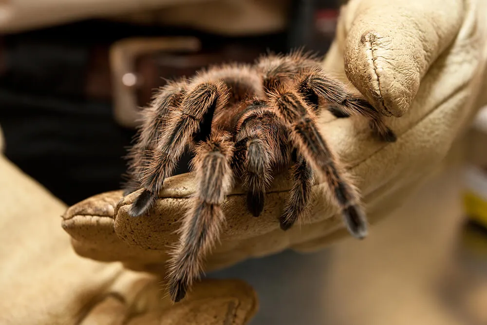23911 tarantula watering