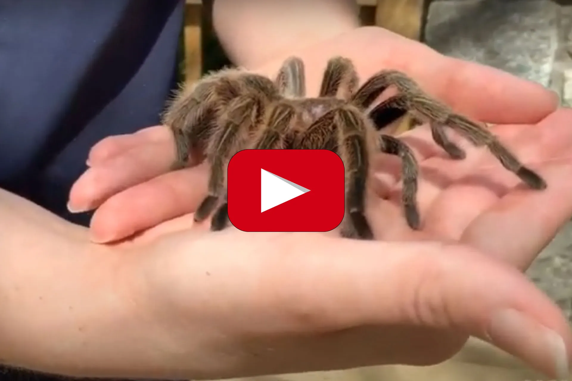 23911 tarantula zoo entrance