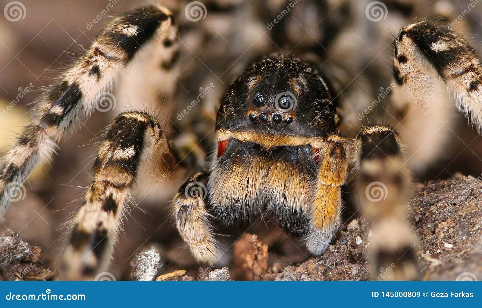 23913 tarantula spider behavior