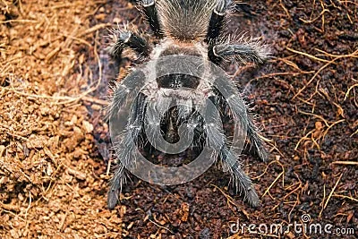 23913 tarantula spider bite